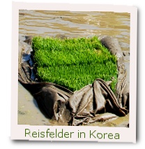Reisefelder Korea